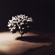 photographie